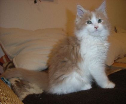 Otto mit 10 Wochen / 10 weeks old