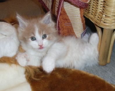 Otto mit 7 Wochen / 7 weeks old