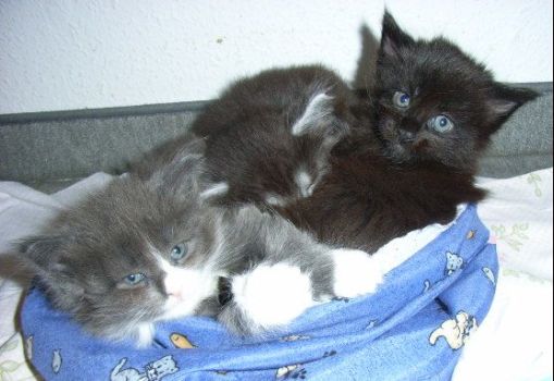 Pünktchen mit 6 Wochen zusammen mit Penelope und Phileou/ 6 weeks together with Penelope and Phileou