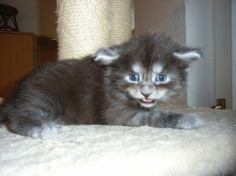 Phileou mit fast 4 Wochen / almost 4 weeks