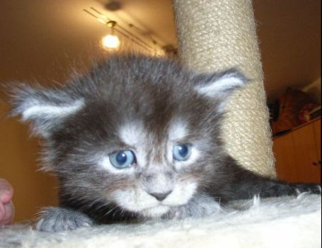 Phileou mit fast 4 Wochen / almost 4 weeks