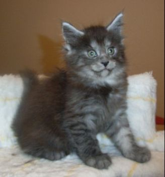 Phileou mit 7 Wochen/ 7 weeks