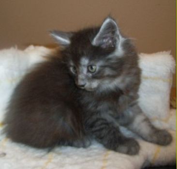 Phileou mit 7 Wochen/ 7 weeks