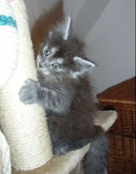 Phileou mit 7 Wochen/ 7 weeks