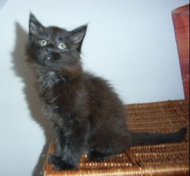 Pünktchen mit 9 Wochen/ 9 weeks