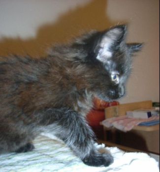 Pünktchen mit 9 Wochen/ 9 weeks