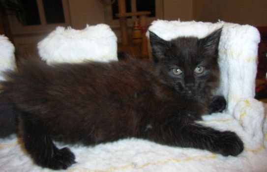 Pünktchen mit 9 Wochen/ 9 weeks