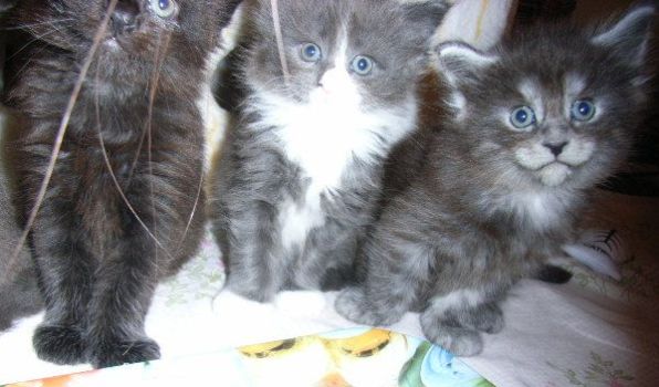 Phileou mit 6 Wochen zusammen mit Penelope und Pünktchen/ 6 weeks together with Penelope and Pünktchen