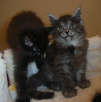 Pünktchen mit 7 Wochen zusammen mit Phileou/ 7 weeks together with Phileou