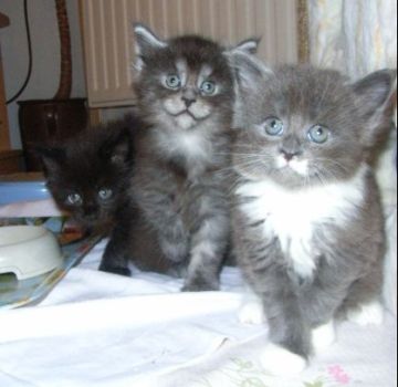 Pünktchen mit 7 Wochen zusammen mit Princess und Phileou/ 7 weeks together with Princess and Phileou