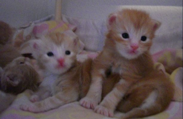 mit 2 Wochen / two weeks old