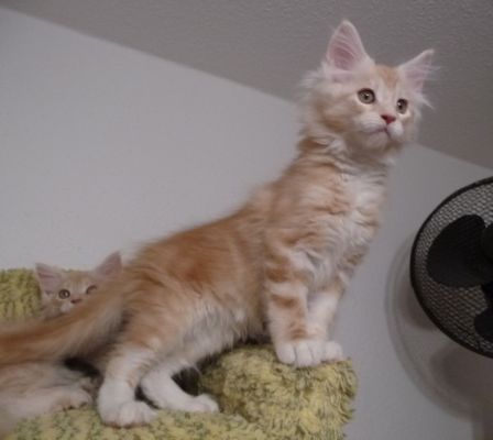 mit 12 Tagen / 12 days old