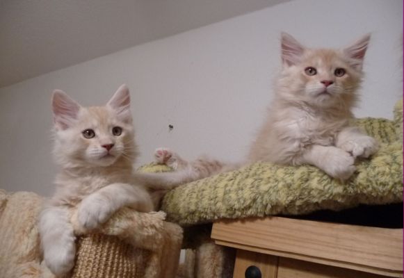 mit 12  Wochen / 12 weeks old