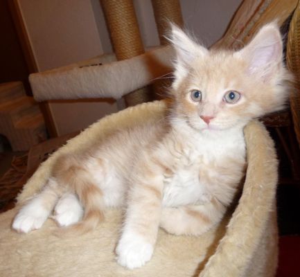 Qi mit zwei und einhalb Monaten / two and a half months old