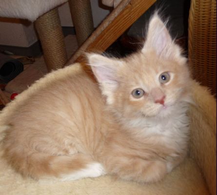 Qi mit zwei und einhalb Monaten / two and a half months old