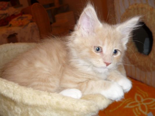 Qi mit zwei und einhalb Monaten / two and a half months old