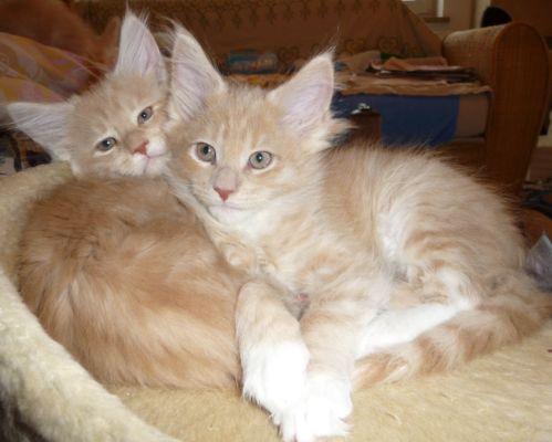 Qi mit zwei und einhalb Monaten / two and a half months old