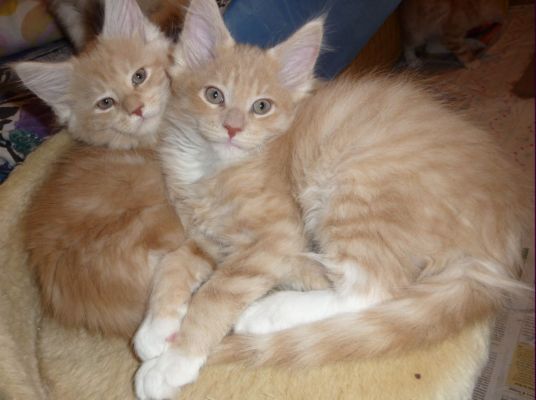 Qi mit zwei und einhalb Monaten / two and a half months old