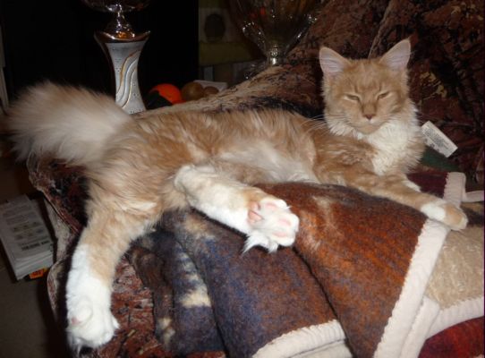 Queen mit 10 Monaten