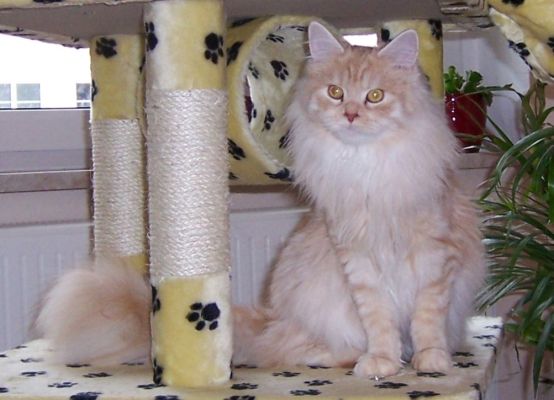 Quintessa mit 1 Jahr  / 1 year old