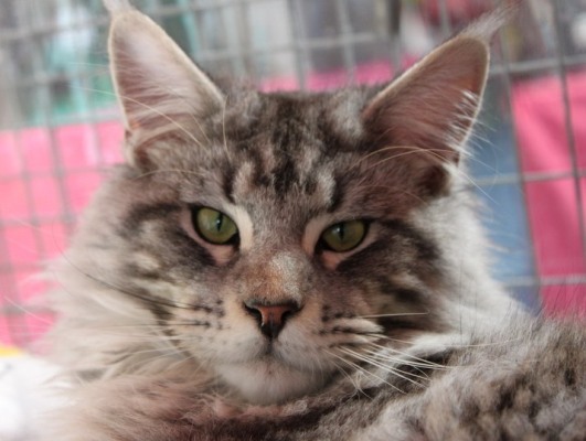 Ellernaue in Schmölln, Annakin