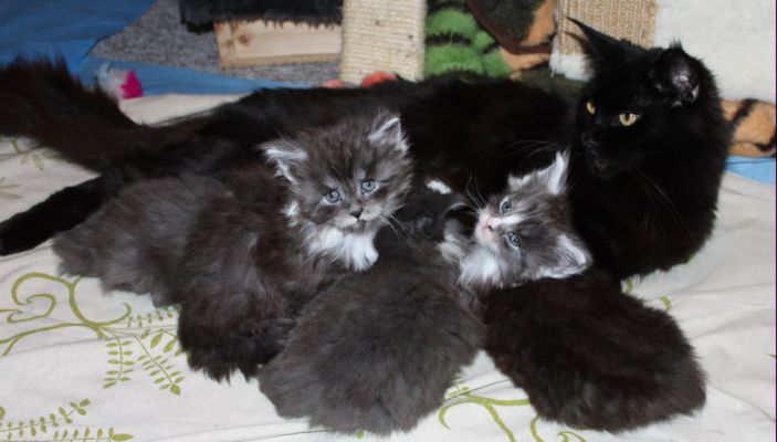 unser T-Wurf / our t-litter