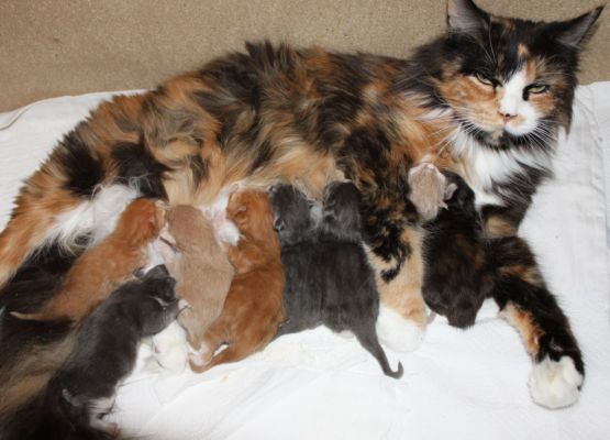 unser U-Wurf / our U-litter