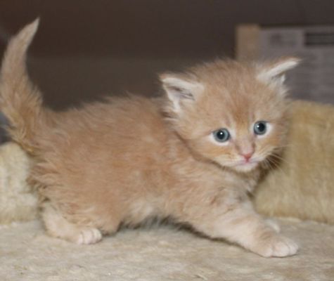 unser U-Wurf mit 4 Wochen/ our U-litter with 4 weeks