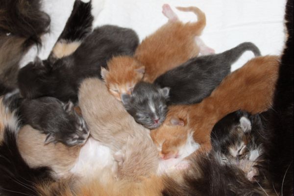 unser U-Wurf / our U-litter