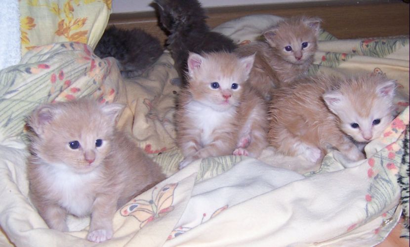 unser V-Wurf / our V-litter