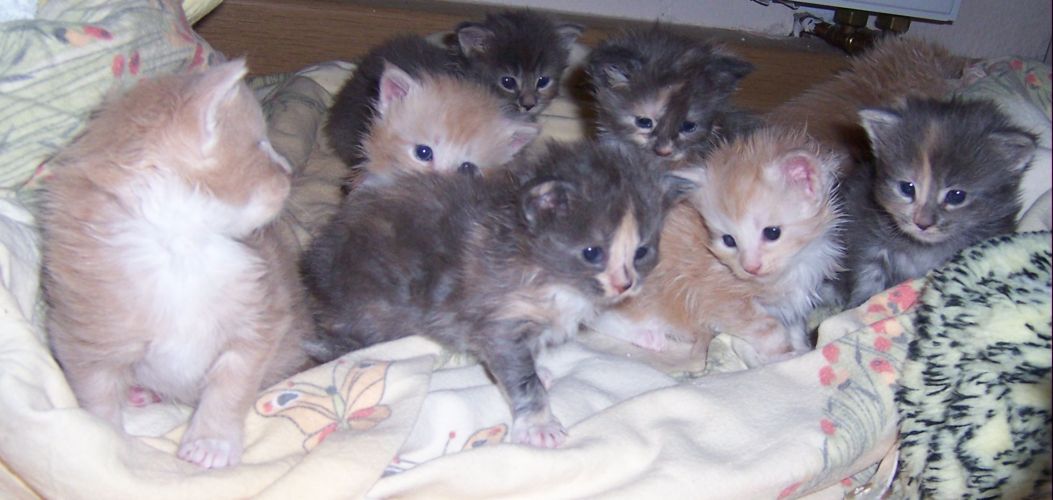 unser V-Wurf / our V-litter