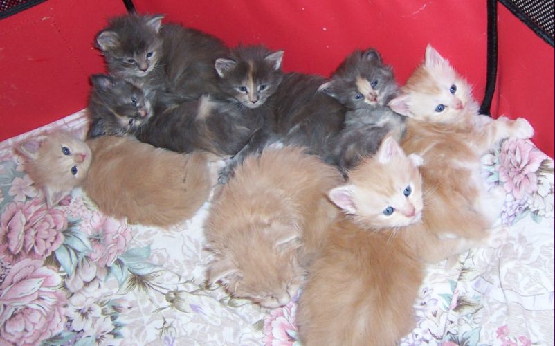 unser V-Wurf / our V-litter