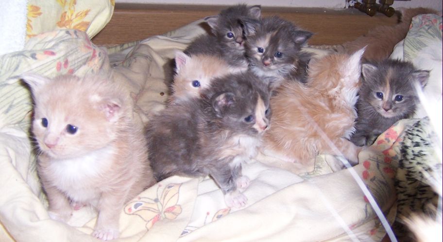 unser V-Wurf / our V-litter