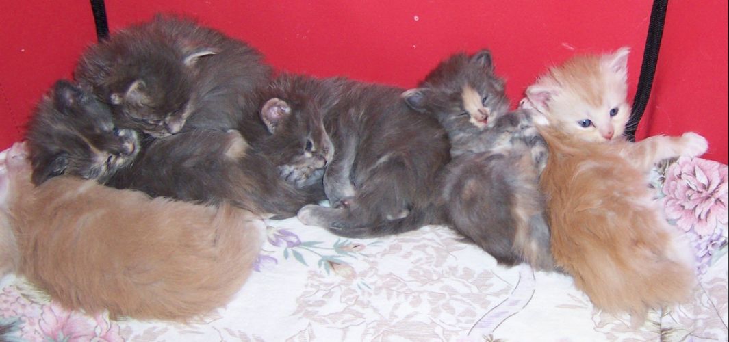 unser V-Wurf / our V-litter