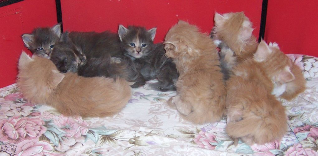 unser V-Wurf / our V-litter