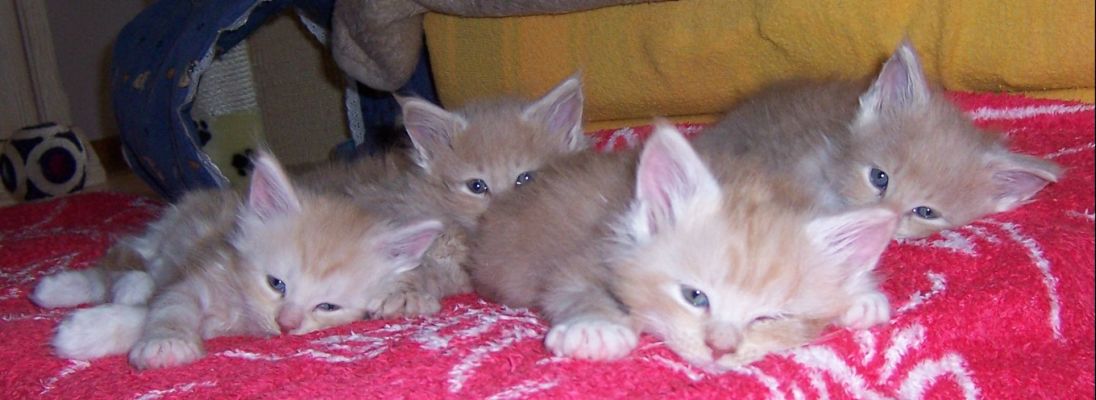 unser V-Wurf / our V-litter