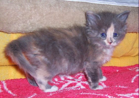 unser V-Wurf / our V-litter