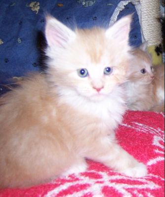 unser V-Wurf / our V-litter