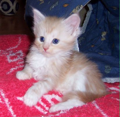 unser V-Wurf / our V-litter