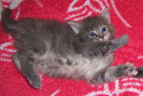 unser V-Wurf / our V-litter