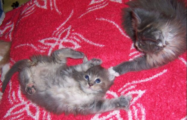 unser V-Wurf / our V-litter