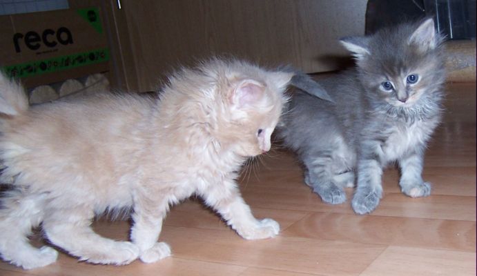 unser V-Wurf / our V-litter