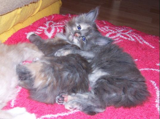 unser V-Wurf / our V-litter