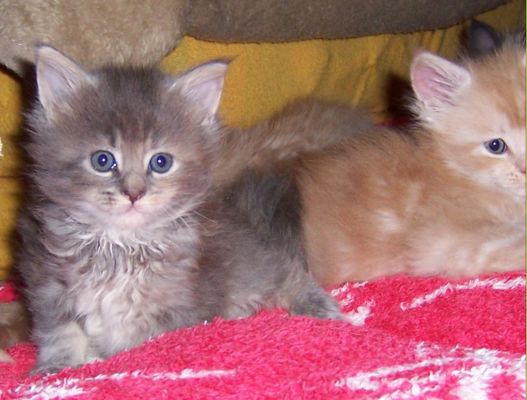 unser V-Wurf / our V-litter