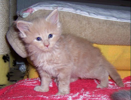 unser V-Wurf / our V-litter