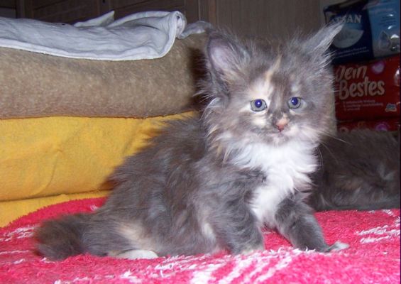 unser V-Wurf / our V-litter