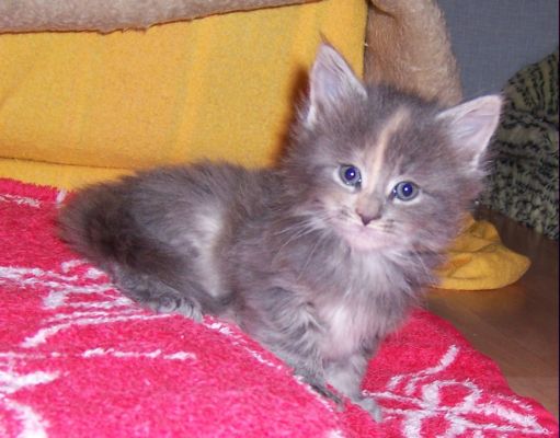 unser V-Wurf / our V-litter