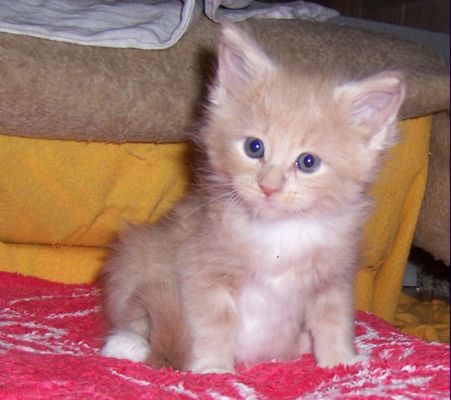 unser V-Wurf / our V-litter