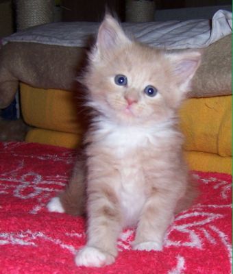 unser V-Wurf / our V-litter