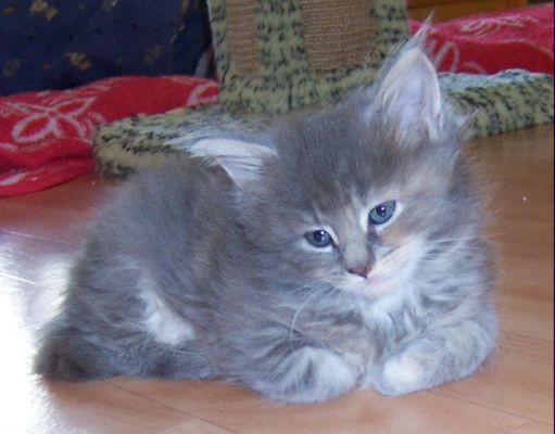 unser V-Wurf / our V-litter